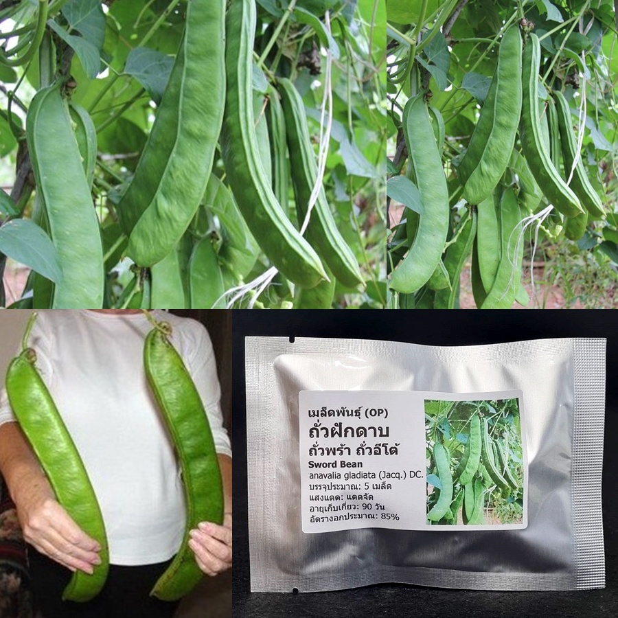 เมล็ดพันธุ์ ถั่วฝักดาบ ถั่วพร้า Sword Bean Seed 5 เมล็ด คุณภาพดี ของแท้ 100%