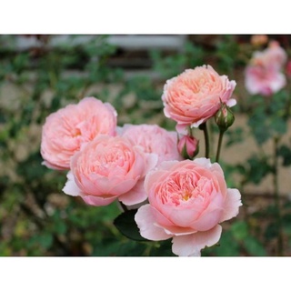 30 เมล็ด กุหลาบ พันธุ์ The Alnwick Rose Seeds ดอกใหญ่ นำเข้าพร้อมคู่มือ