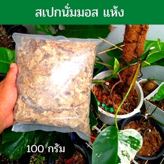 สเปกนั่มมอส อบแห้ง  100 กรัม เพิ่มความชื้นให้ราก ล่อรากให้แตกไว