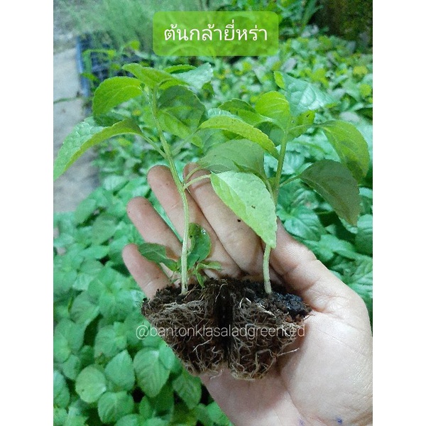 🌱ต้นกล้ายี่หร่า ต้นกล้าแข็งแรงปลูกง่ายโตไว••พร้อมส่ง!!!