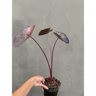Colocasai black ripple โคโลลาเซีย แบล็คริปเปอร์ บอนดำ ใบเงา ต้นตรงปกชำนานมาก