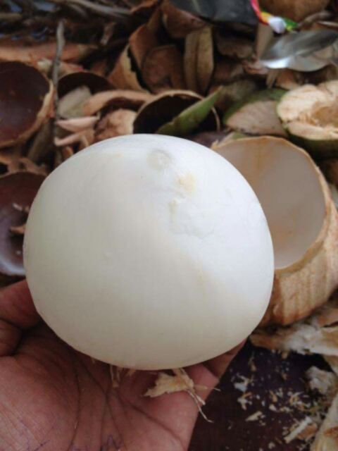 ของแท้ มีดคว้านมะพร้าว​เขาควาย.ขนาด​10-11