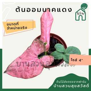 ออมนาคแดง กระถาง 4 นิ้ว syngonium สีสวยหวาน