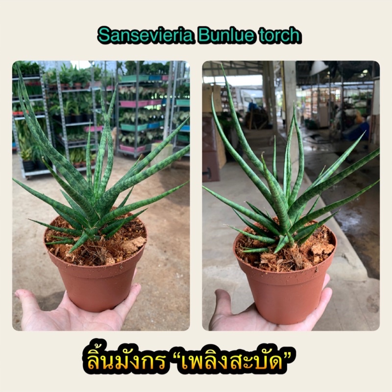 ลิ้นมังกร “เพลิงสะบัด” ต้นไม้ฟอกอากาศ ต้นไม้มงคล พร้อมกระถางสีอิฐสวยงาม