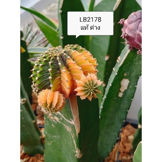 LB2178 แท้ ด่าง สวยๆ หน่อเด็ดสด cactus