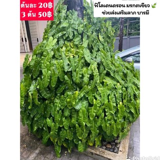 ฟิโลเดนดรอน มรกตเขียว ไม้ฟอกอากาศ🍃 3ต้น69฿ ยิ่งซื้อเยอะยิ่งถูก❗️#ส่งแบบกิ่งตัดสด