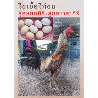 ไข่เชื้อไก่ชน ลูกหยกคีรีแชมป์ 33.7 ล้าน VS ลูกสาวสาคีรี ทายาทมังกรแดนใต้ ตีโดนทนได้ จำนวน 1 ใบ