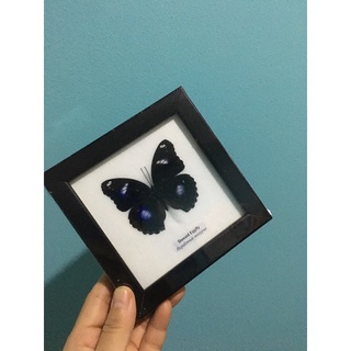 ผีเสื้อปีกไข่ eggfly มีเหลือบสีม่วงธรรมชาติ 🦋