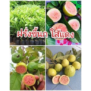 ต้นฝรั่งขี้นก ฝรั่งใส้แดงโบราณ มีสรรพคุณเยอะ ต้นพันธุ์เพาะเมล็ดสูง 40-50 ซม. ปลูกเพียง 1 ปีติดผล