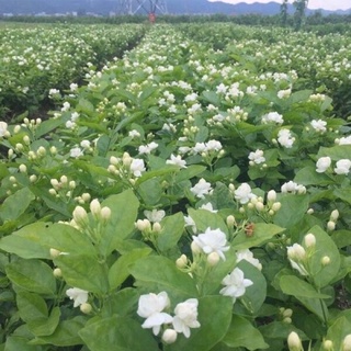 ต้นมะลิลา ดอกหอม กระถาง 5 นิ้ว/ถุงชำ 3 นิ้ว #jasmine plants 🪴