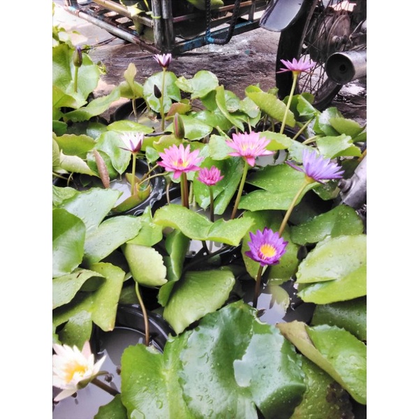 บัวสีสวยๆๆกระถางนึงสองสี หนึ่งสี คละกัน(แม่ค้าคละสีส่ง)