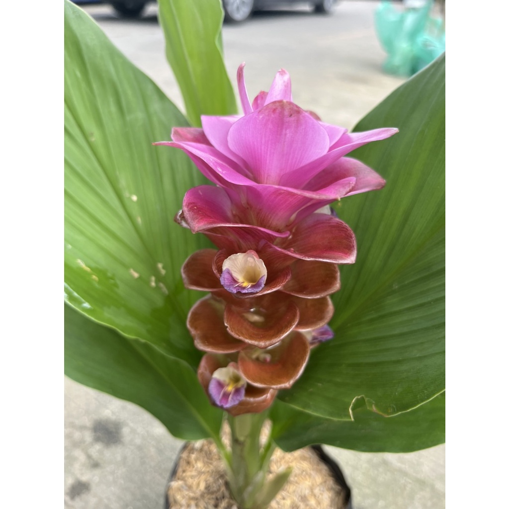 มุมมอง 4