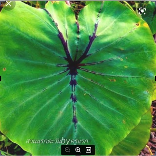 Alocasia black widow ฟาโรห์เสิ่นเจิ้น แมงมุมแม่ม้ายดำ ล้างราก ตัดใบ