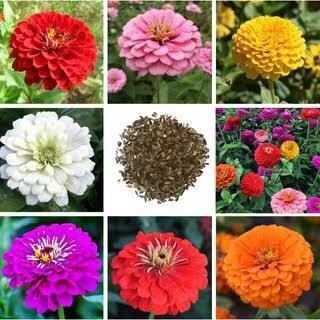 เมล็ดพันธุ์ ดอกบานชื่นคละสี 20 เมล็ด Mixed Zinnia Flower Seed เมล็ดพันธุ์แท้ ดอกบานชื่นซ้อน เมล็ดบานชื่น
