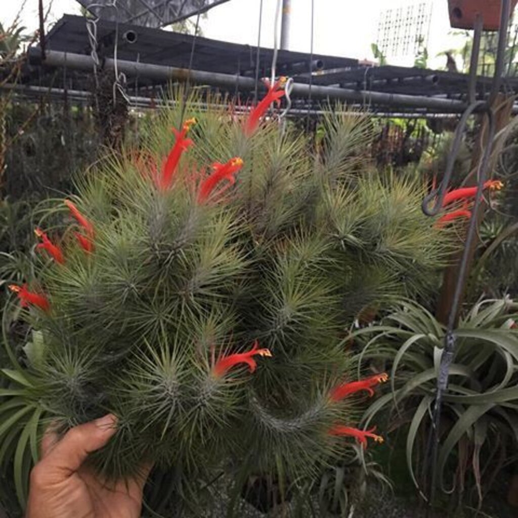 มุมมอง 7