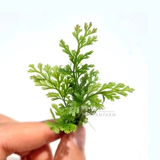 รากดำ ใบแฉกจิ๋ว / ใบแฉกแคระ – BOLBITIS DIFFORMIS ต้นไม้น้ำ
