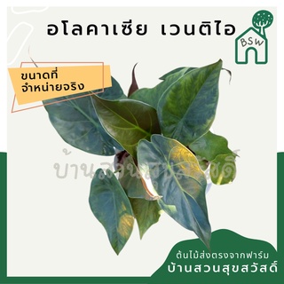 อโลคาเซีย เวนติไอ alocasia wentii กระถาง 8 นิ้ว