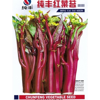 เมล็ด คะน้าสีแดง  Red Chinese Kale สายพันธุ์ OP บรรจุ  500 เมล็ด