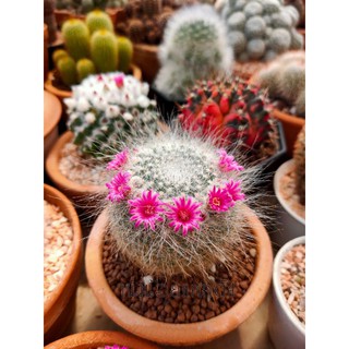 ต้น แมมแม่เฒ่า Mammillaria hahniana Werderm. กระบองเพรช แคคตัส