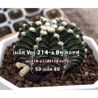 🌵เมล็ดพันธุ์แคคตัส🌵Vos014-a 10 บาท กระบองเพชร