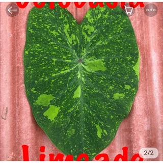 Alocasia Lamon lime พร้อมส่ง