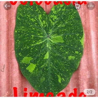 Alocasia Lamon lime พร้อมส่ง