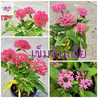 เข็มอินเดีย กระถาง 8 นิ้ว Starflower / Pentas ไม้ดอกไม้ประดับ