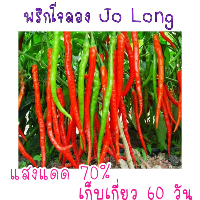 บรรจุ 20 เมล็ด เมล็ด​พันธุ์​ พริกยาว​โจลอง (Jo​ lonlong)