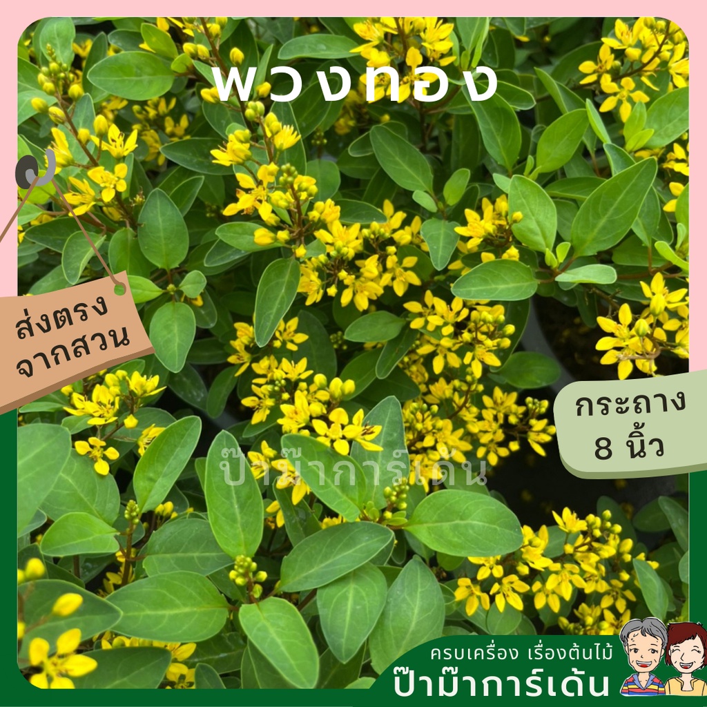 มุมมอง 2