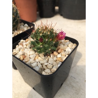 แมมมิลาเลียซืลแสนเนี่ยน่า Mammillaria zilmaniana / peacock