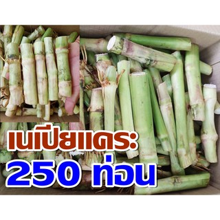 พันธุ์หญ้าเนเปียแคระ 250 ท่อน