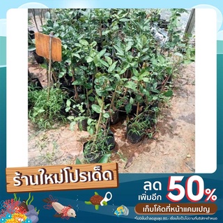 มะนาวแป้นพิจิตร(ความสูง45-50cm.)