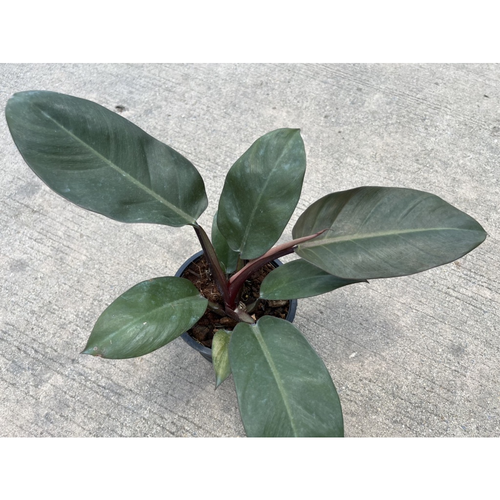 มุมมอง 3