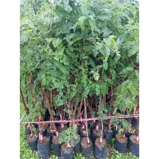 ต้นมะขามหวานพันธุ์สีทอง ทาบกิ่งขนาด1เมตรถึง1.20เมตร ผลใหญ่รสหวาน ปลูกปีเดียวติดผล