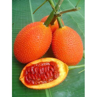 เมล็ดพันธุ์ฟักข้าว Baby jackfruit จากบ้านสวนช่วยยับยั้งเซลล์มะเร็งได้ ไม่ตัดต่อพันธุกรรมเก็บเมล็ดปลูกต่อได้ซองละ 29 บาท