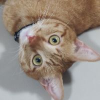 Profile supanutc