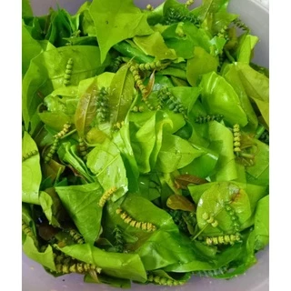 ใบเหลียงสดออแกนิก🌱 ผักปลอดสารพิษ100% 500 กรัม