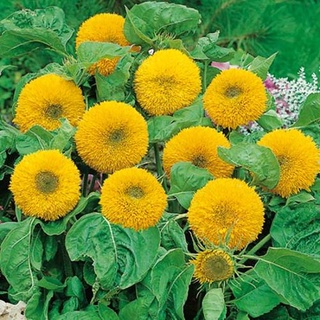 เทดดี้แบร์ อินพรูฟ (TeddyBear Sunflower improve) ทานตะวันดอกซ้อน 60-65 เมล็ด