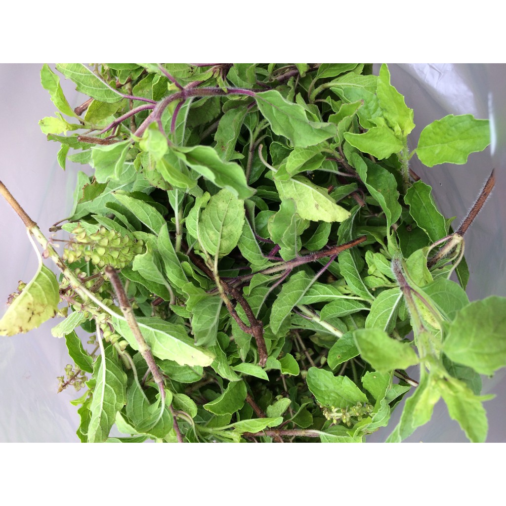 เมล็ดพันธุ์ กะเพราป่า ออกฤทธิ์แรง กลิ่นหอมฉุน และ เผ็ดร้อน ซองละ 29 บาท เมล็ดพันธุ์จากบ้านสวนปลูกต่อได้