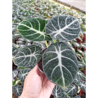 Alocasia blackvelvet ninja นินจา