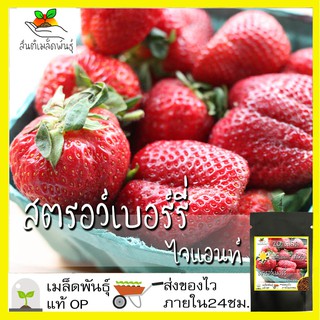 เมล็ดพันธุ์ สตรอว์เบอร์รี่ ไจแอนท์ 20 เมล็ด Strawberry Giant Seeds เมล็ดพันธุ์แท้100% เมล็ดนำเข้า สตรอเบอร์รี่ ยักษ์