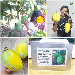 เมล็ดพันธุ์ มะเขือยักษ์ พันธุ์หยกภูพาน (Yok Poo Pan Giant Eggplant Seed) บรรจุ 50 เมล็ด คุณภาพดี ราคาถูก ของแท้ 100%