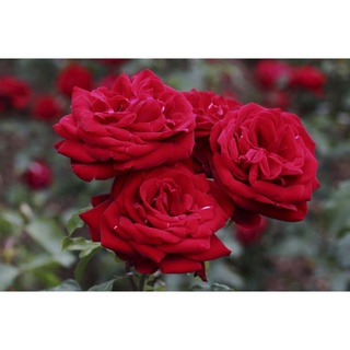 25เมล็ด เมล็ดกุหลาบ อังกฤษ พันธุ์เลื้อย สีแดง กุหลาบหนู Rose seeds