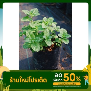 เกรฟฟรุ๊ตมิ้นท์ Grapefruit mint /ขนาดถุง4*8นิ้ว สมุนไพรฝรั่ง