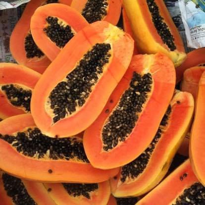 เมล็ดมะละกอฮอลแลนด์ต้นเตี้ย ซองละ 100 บาท บรรจุ 100 เมล็ด - รูปที่ 2