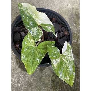 syngonium Albo เงินไหลมาด่างขาว