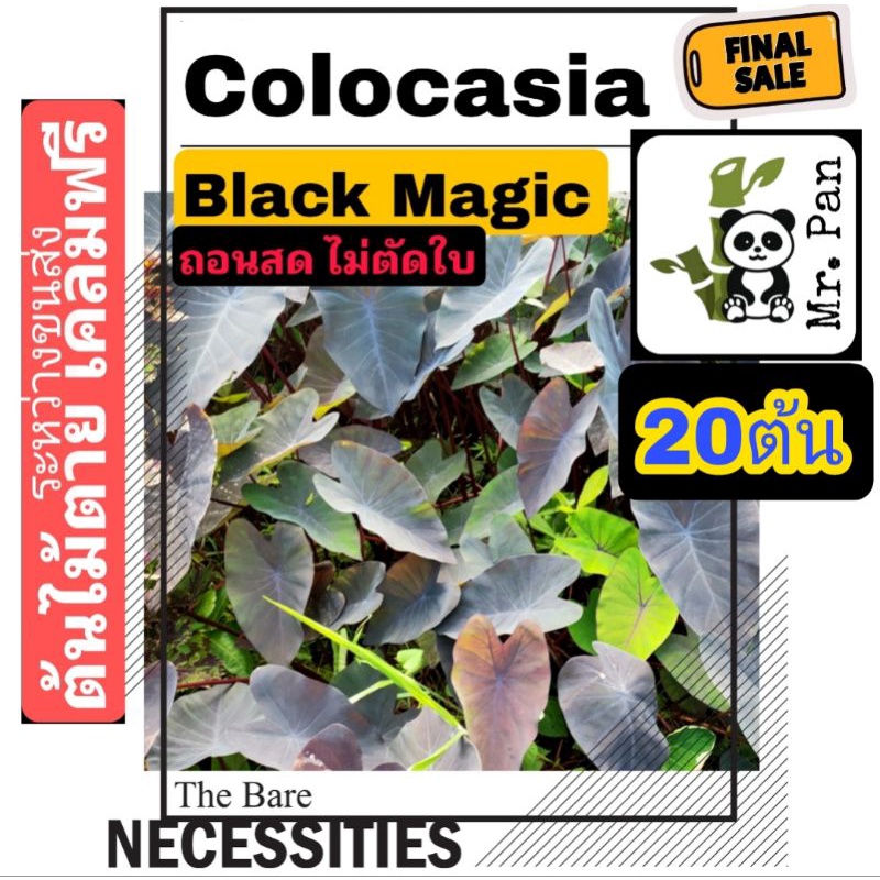 ขาย20ต้น Colocasia Black Magic ถอนสด ไม่ตัดใบ โคโลคาเซีย เเบล็คเมจิก