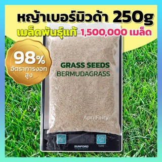 [1,500,000 เมล็ด ] 250กรัม เมล็ดหญ้าเบอร์มิวด้า เมล็ดพันธุ์ เมล็ด หญ้าเบอร์มิวด้า หญ้าเมอบิวด้า Bermuda Grass Seed