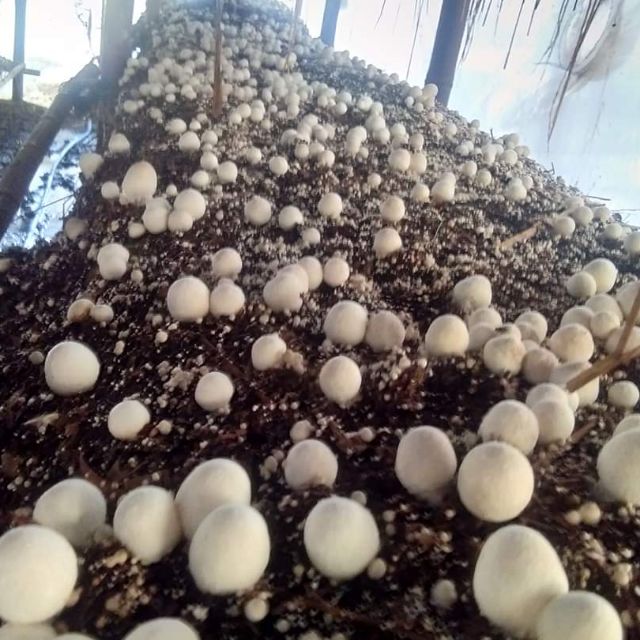 ก้อนเชื้อเห็ดฟาง​  ราคาถูก​  straw​ mushroom.​