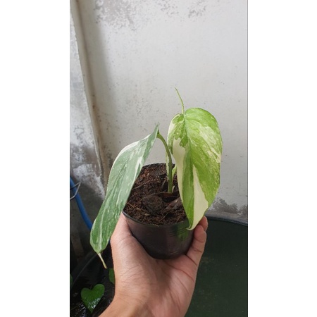 🌿อิพิด่างขาว พลูฉีกใบด่าง (เลือกต้นเอง)  ✅️ Epipremnum pinnatum variegated